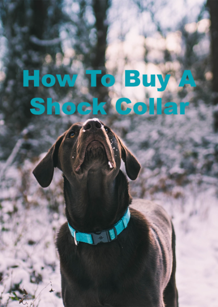How To Buy A Shock Collar